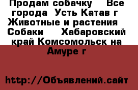 Продам собачку  - Все города, Усть-Катав г. Животные и растения » Собаки   . Хабаровский край,Комсомольск-на-Амуре г.